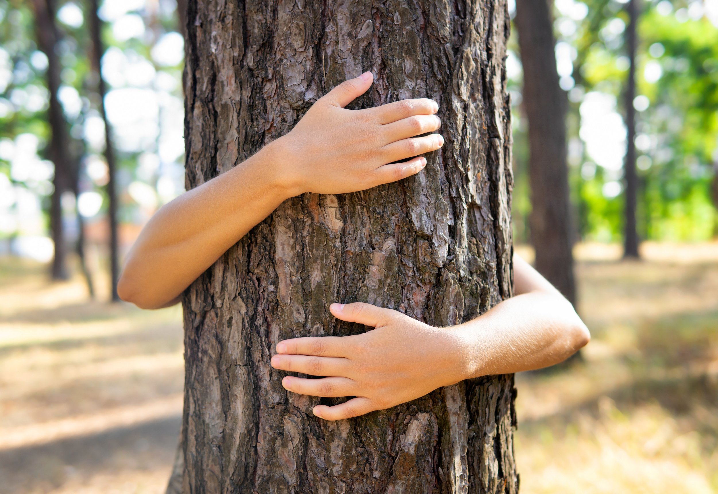 Person hugging a tree